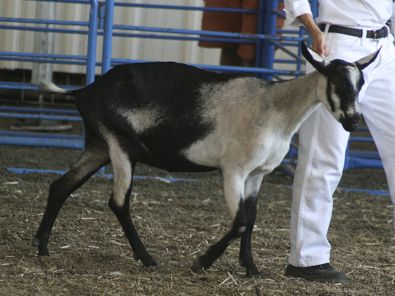 Alpine doe