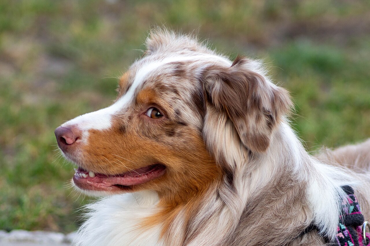 Australian Shepherd