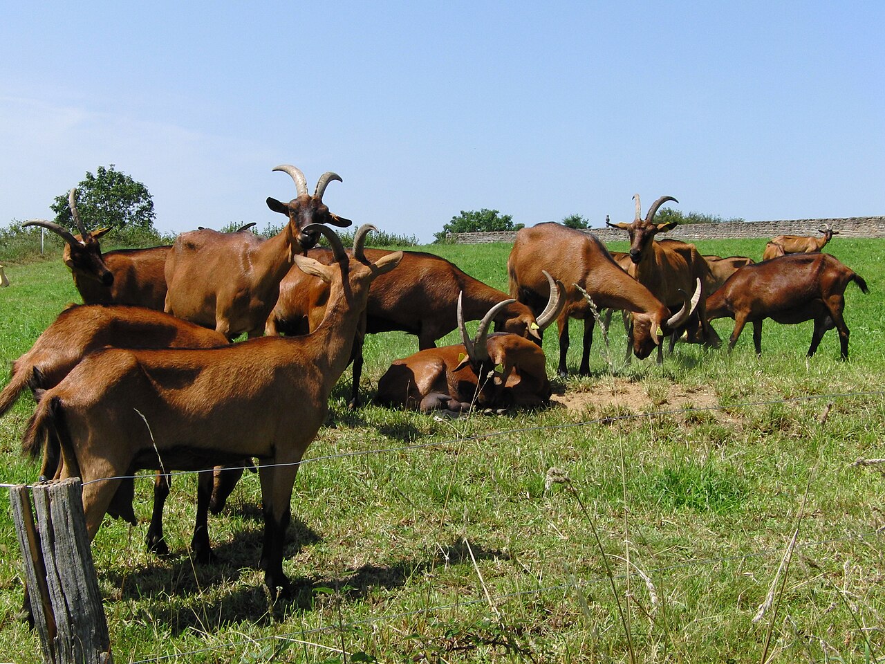 The registered Alpine string out on summer pasture (sample photo — replace with your own).