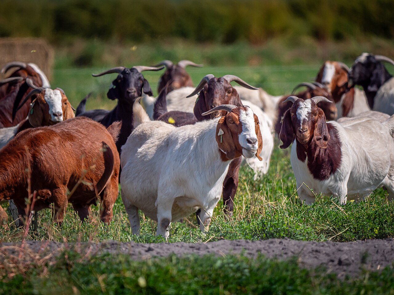 Goats on pasture behind the barn (sample photo — replace with your own).