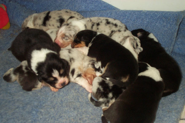 Puppy litter